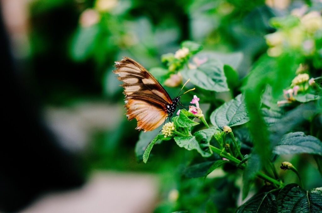 mariposa, nature, flower wallpaper, insecto, beautiful flowers, flor, naturaleza, alas, primavera, jardin, fauna, butterfly, flower, flower background, creative, texture, garden