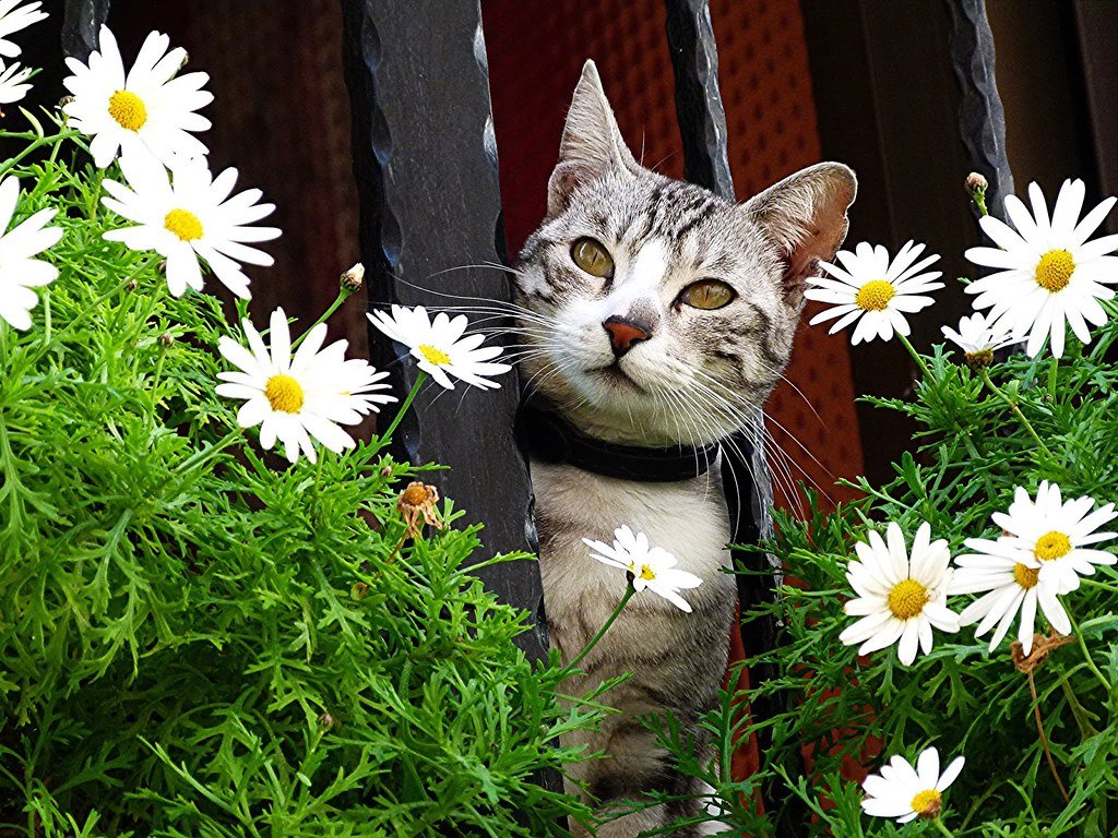 Responsabilidad Social de todo para tu jardin