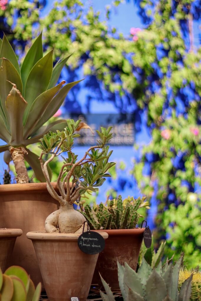 Mejor Motosierra para Jardín 2025: Comparativa, Guía de Compra y Recomendaciones Mejor Motosierra para Jardín 2025: Comparativa, Guía de Compra y Recomendaciones